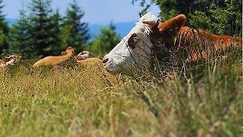 Die Faszination der Naturwiesen und ihrer Kräuter im Bayerischen Wald